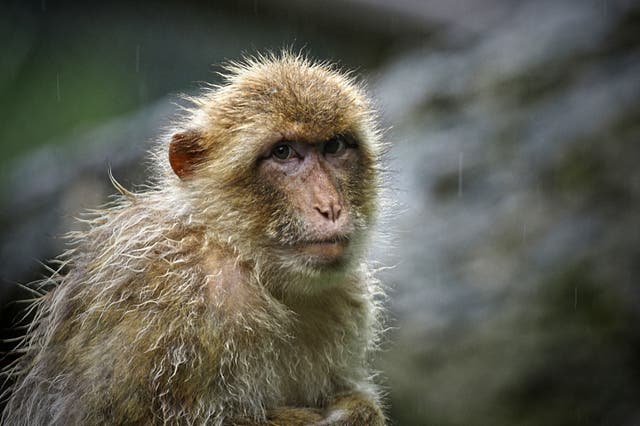 <p>Representational: Monkey B virus, or herpes B virus is prevalent among macaque monkeys and is extremely rare, but often deadly, when it spreads to humans</p>