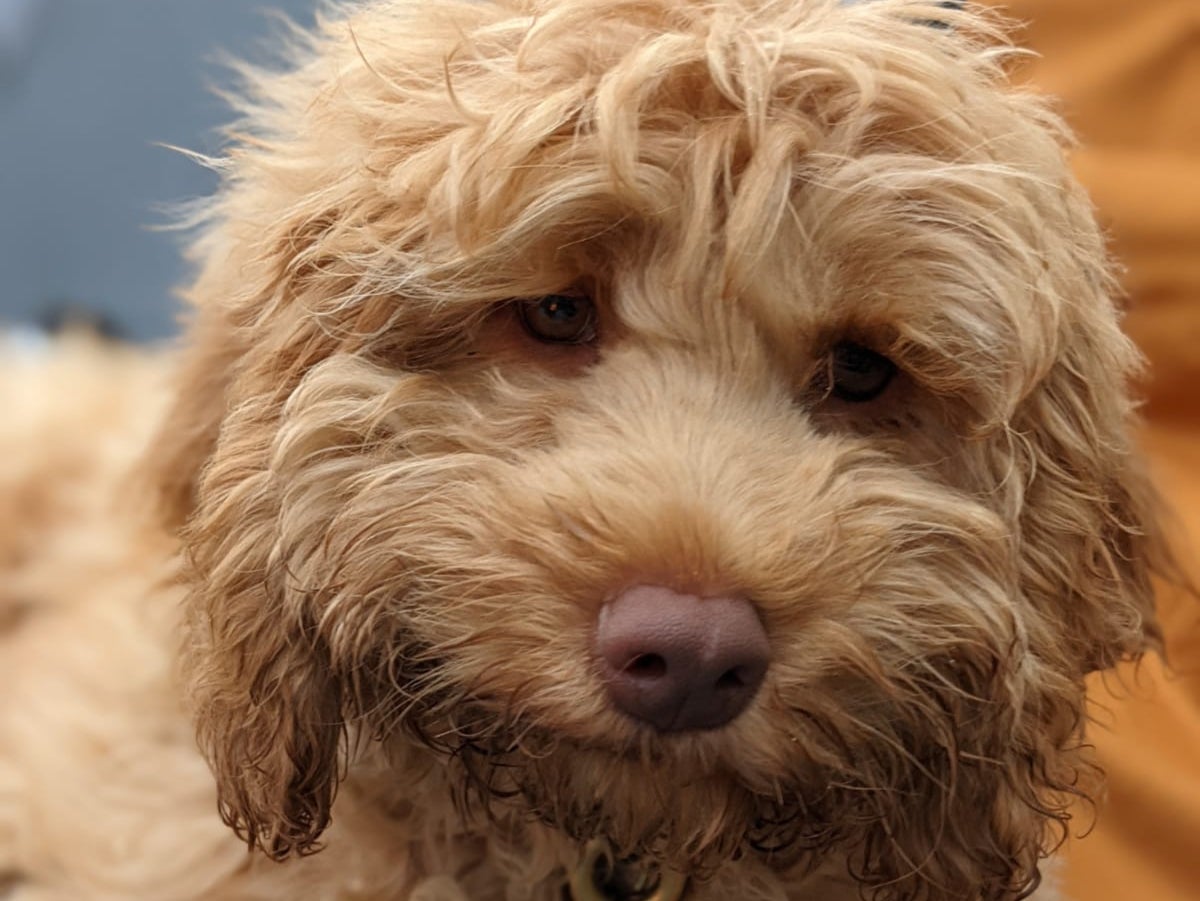 Finn the Australian Labradoodle