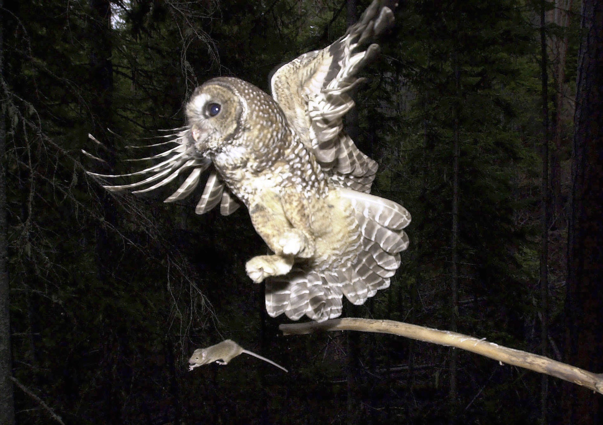 The Biden adminstration proposals about the northern spotted owls have divided environmentalists and the timber industry