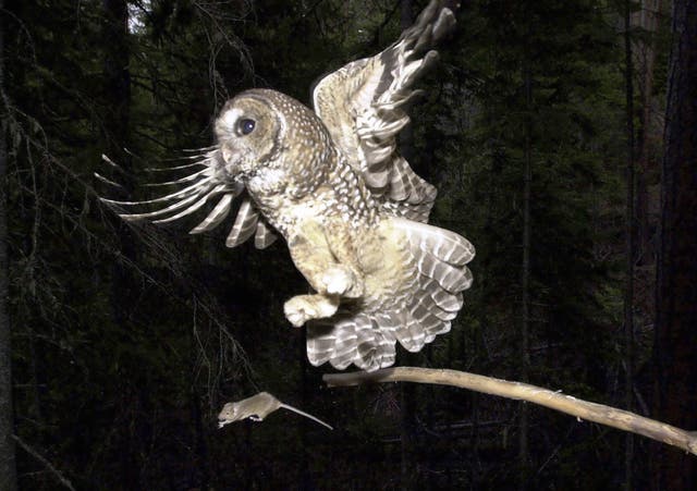<p>The Biden adminstration proposals about the northern spotted owls have divided environmentalists and the timber industry</p>