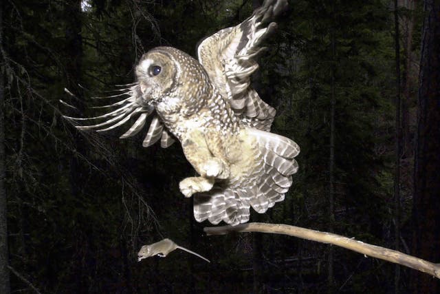 <p>The Biden adminstration proposals about the northern spotted owls have divided environmentalists and the timber industry</p>