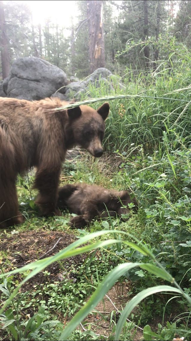 <p>A mama black bear stands over her cub who was killed by a driver in Yosemite in an image taken and shared a by a park ranger</p>