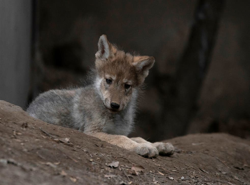 MEXICO-LOBO