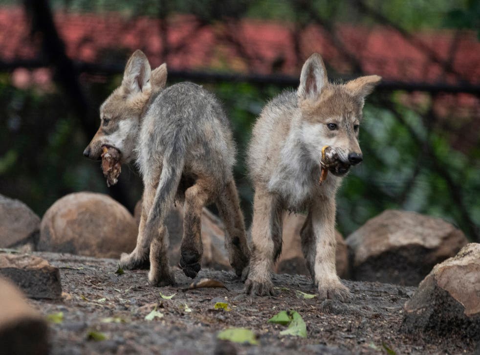 Mexican wolf breeding program gets boost from zoo Mexican Mexico City  Sonora Wolves North America | The Independent