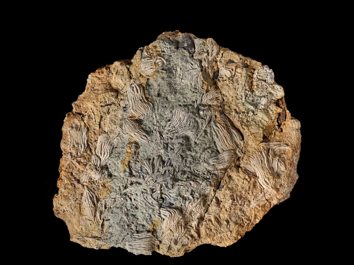 Largest collection of marine fossils ever discovered in UK found using Google Earth