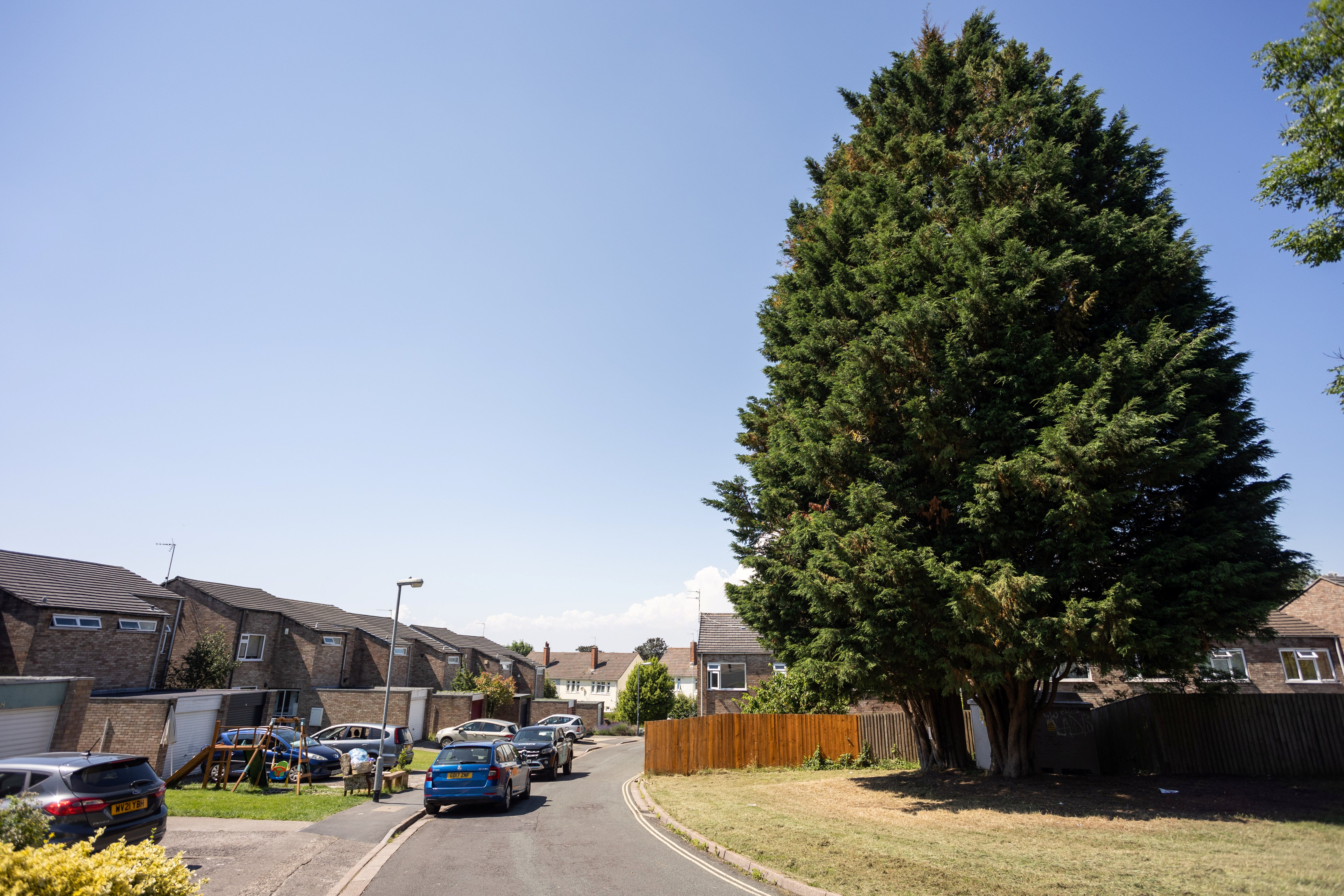 The council designated the trees a hedge and deemed them to be a nuisance under the Anti-Social Behaviour Act