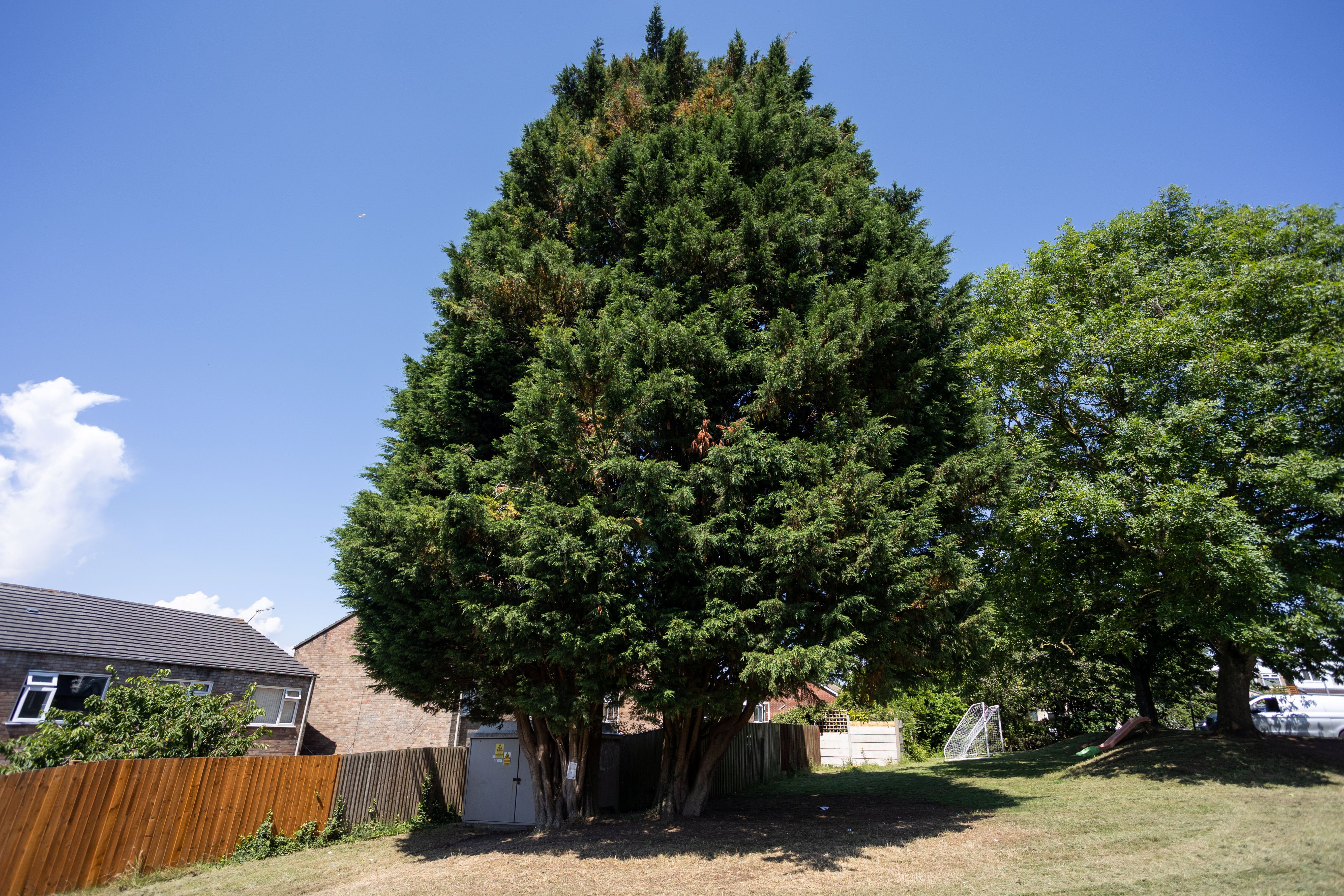 The pair of Lawson cypress trees that are due to be felled