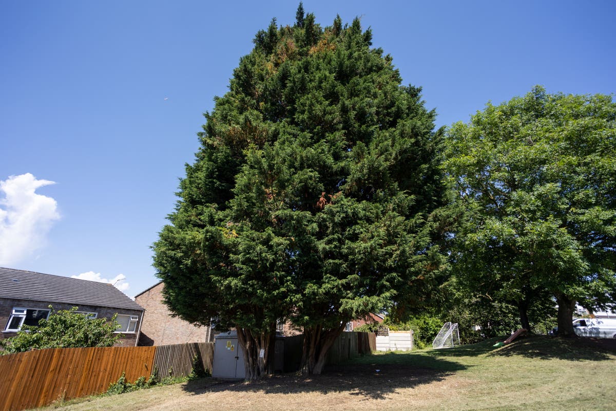 Council orders two 70ft trees deemed a ‘hedge’ to be felled despite local anger