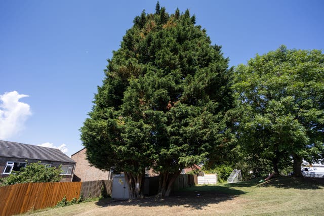 <p>The pair of Lawson cypress trees that are due to be felled</p>