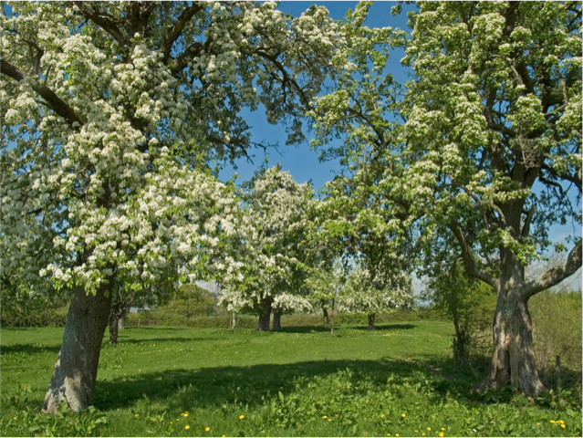 One of Gregg’s Pit pear trees