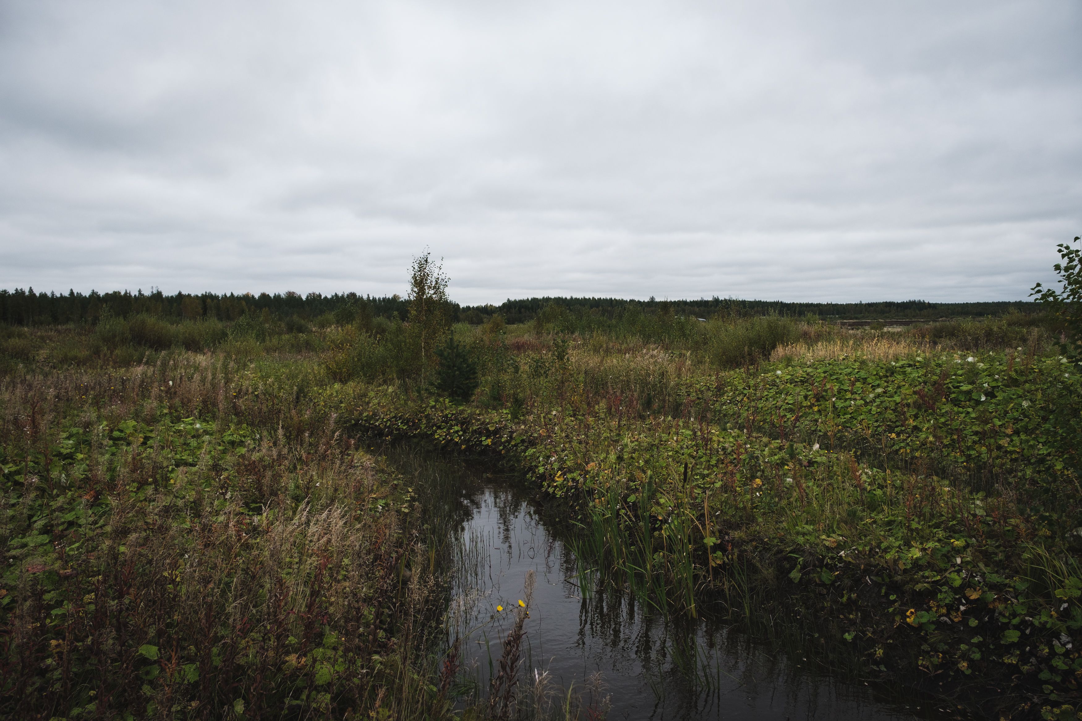 Representational: Photo taken of a barren expanse of bog in southeast Finland