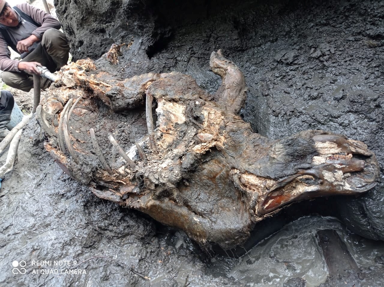 A carcass of a juvenile woolly rhinoceros, found in permafrost in August 2020 on the banks of the Tirekhtyakh river in the region of Yakutia in eastern Siberia, Russia
