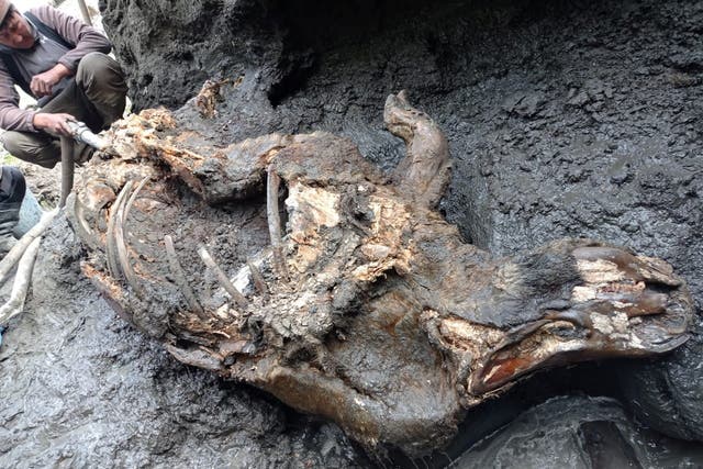 <p>Un cadáver de un rinoceronte lanudo juvenil, encontrado en el permafrost en agosto de 2020 a orillas del río Tirekhtyakh en la región de Yakutia en el este de Siberia, Rusia.</p>