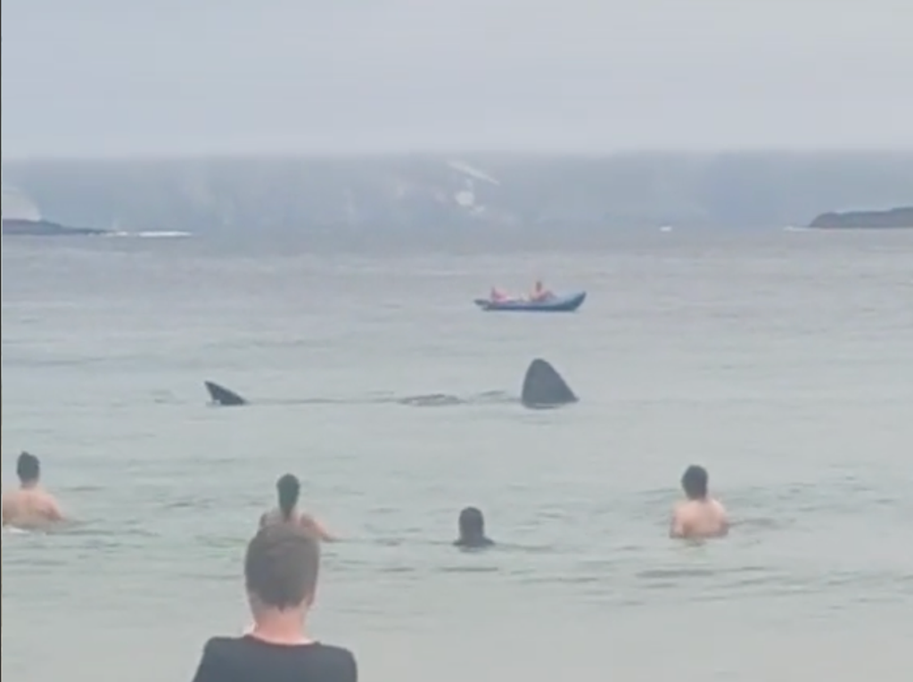 Basking sharks spotted swimming metres from shore in Ireland