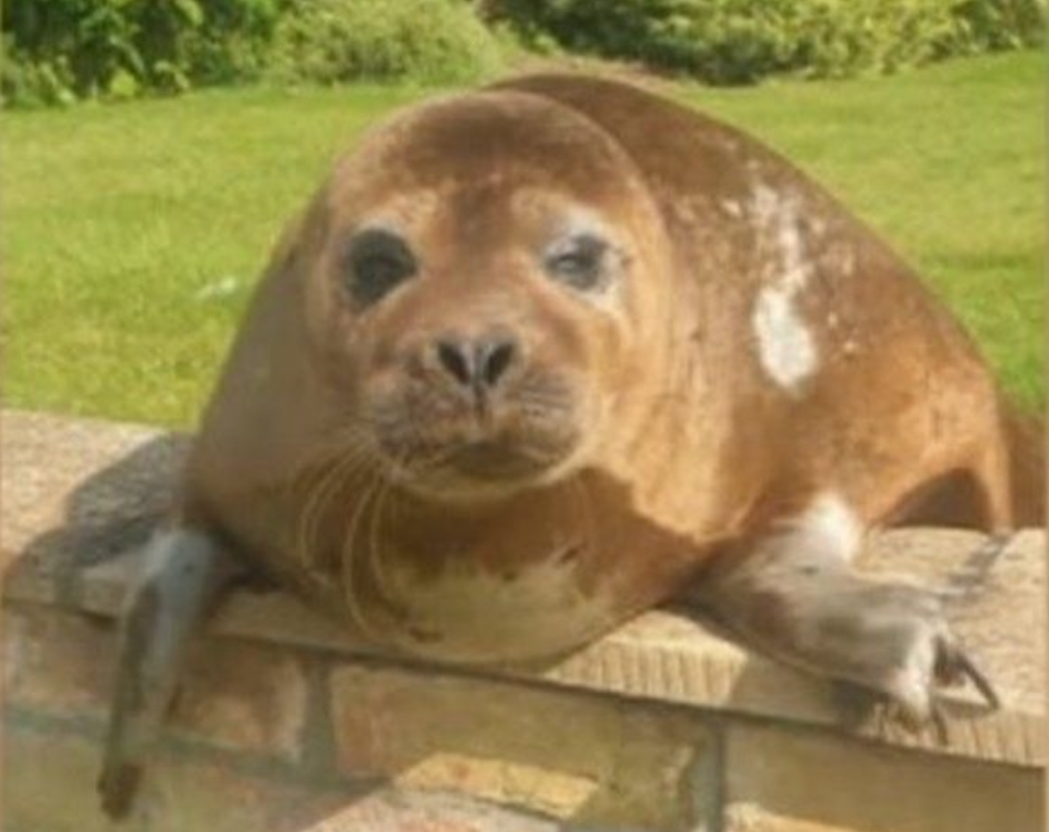 The seal has been identified as Dandy Dinmont, who is not a stranger to the limelight