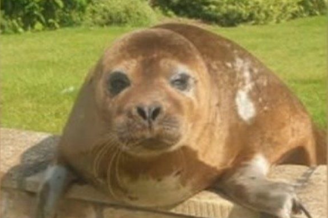 <p>The seal has been identified as Dandy Dinmont, who is not a stranger to the limelight</p>