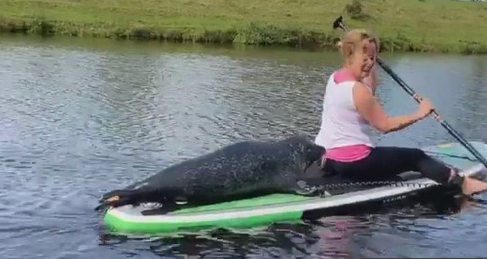 Dandy disrupted a lesson by climbing aboard a paddleboard