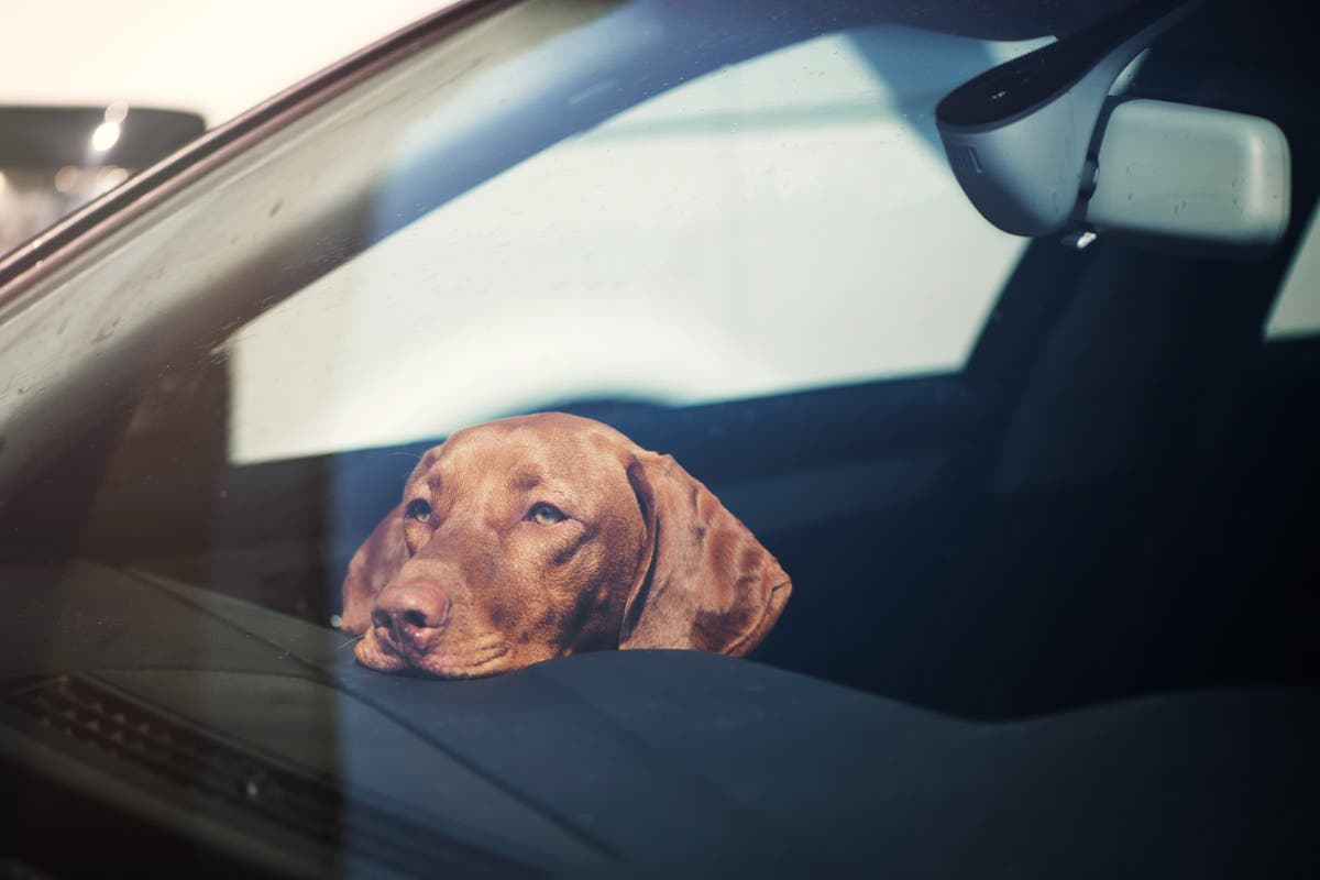 Woman speaks out after being criticised in handwritten note for leaving her dog in the car