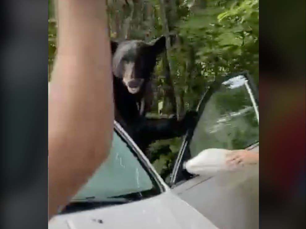 Viral TikTok shows terrifying moment a bear crawled out of ...