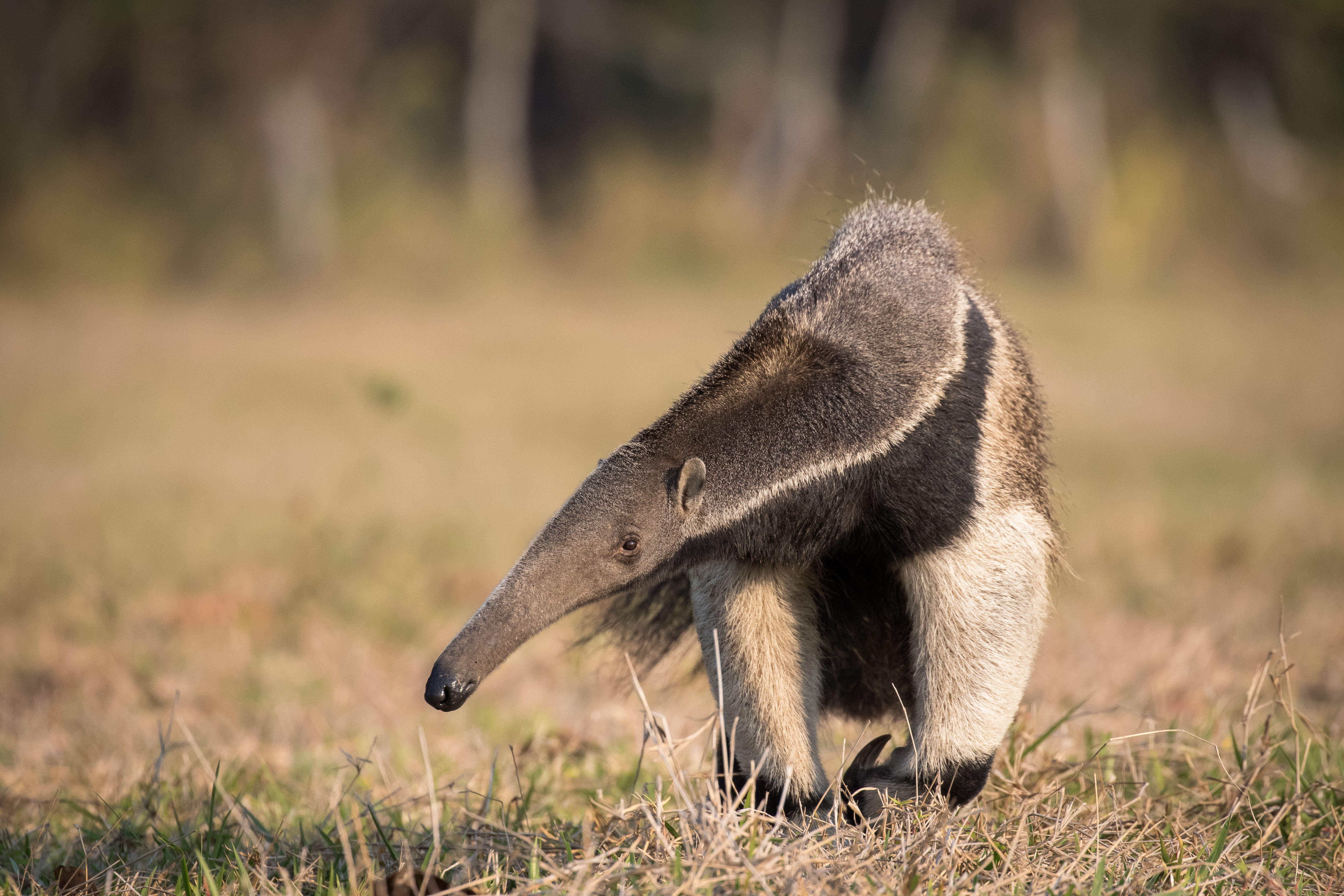 Giant anteaters are one of many vulnerable species to rely on grassland habitats