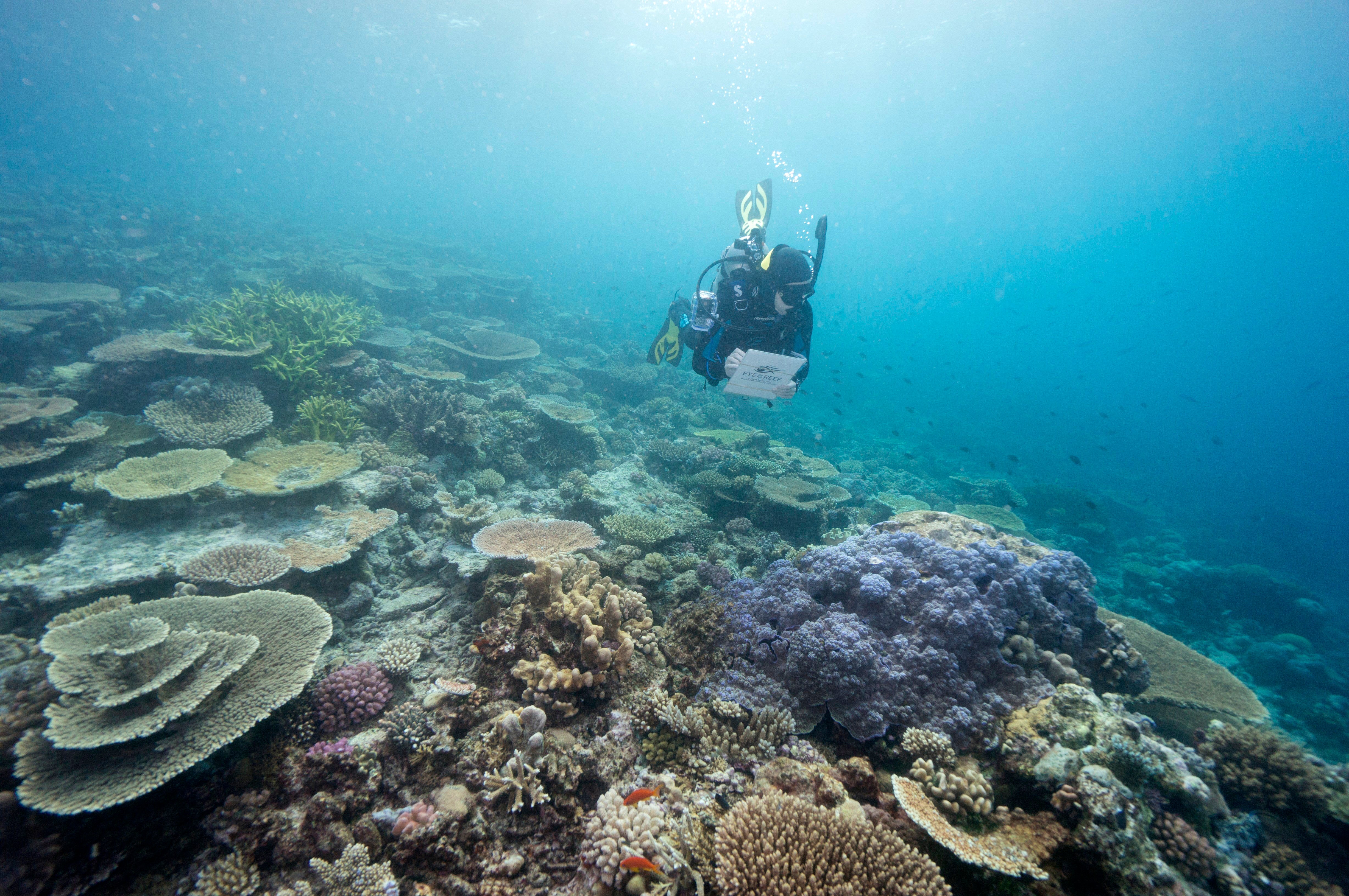 In this file photo, a diver monitors the health of the Great Barrier Reef off the Australian coast
