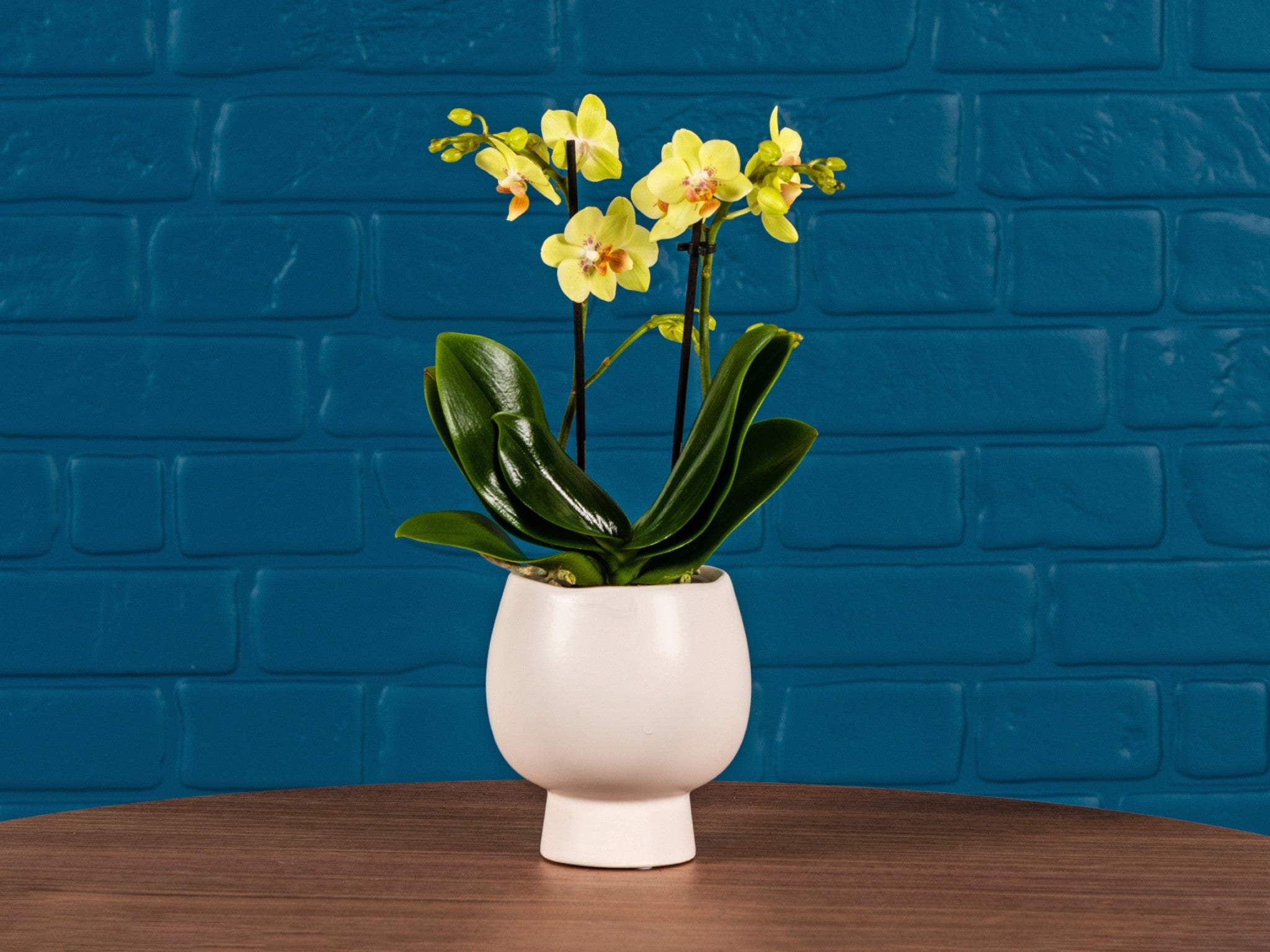 Love Orchids hurst mini orchid in ceramic  indybest.jpeg