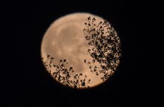 Buck Moon: Why tonight’s full Moon has such an unusual name