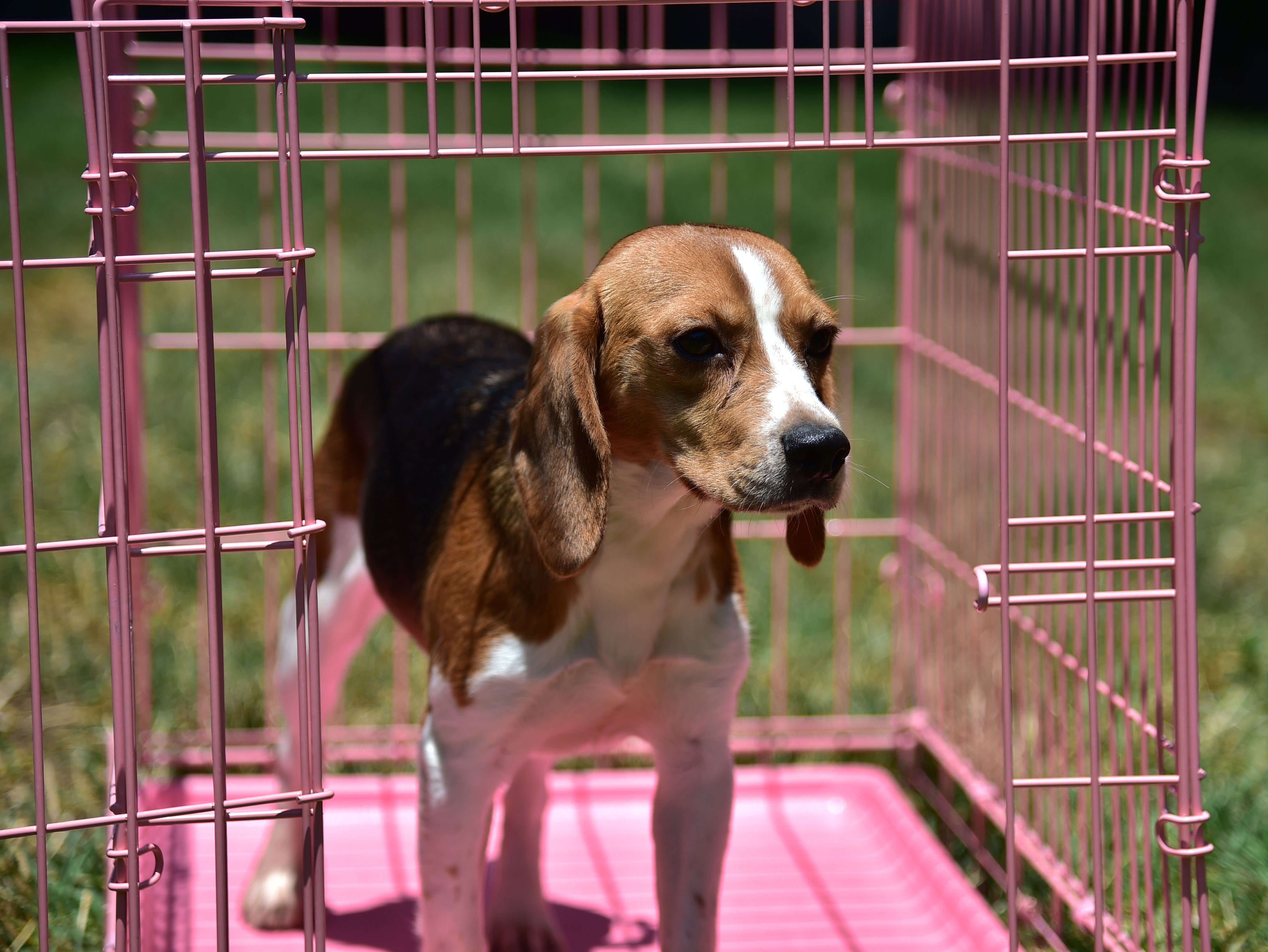 FILE — A former laboratory research beagle hesitates before stepping out of his cage to walk on grass for the first time