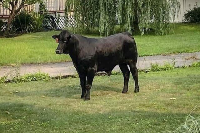 <p>Barney the bull remains at large on Long Island, New York</p>