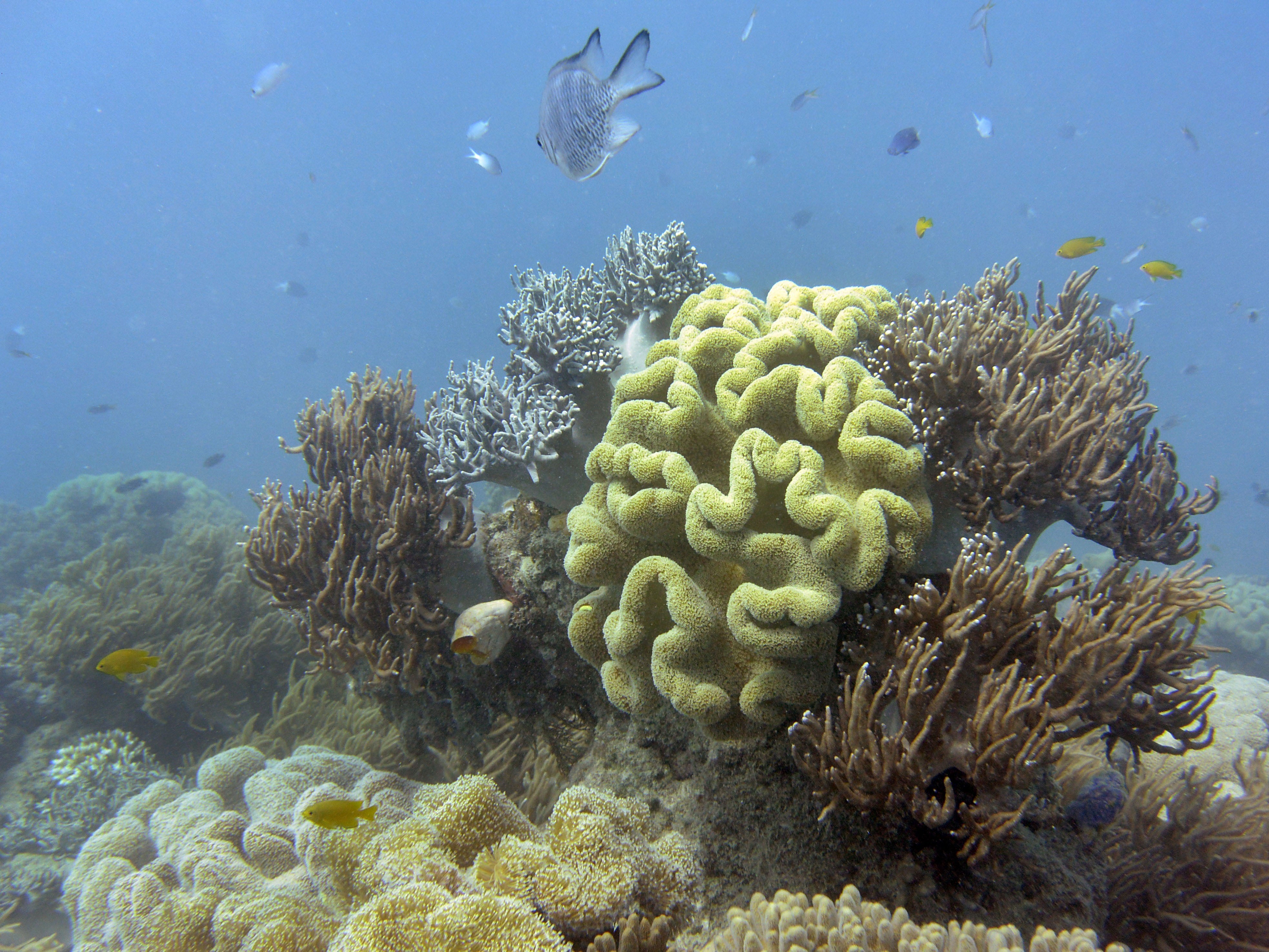 Australia’s Great Barrier Reef is facing increasing bleaching