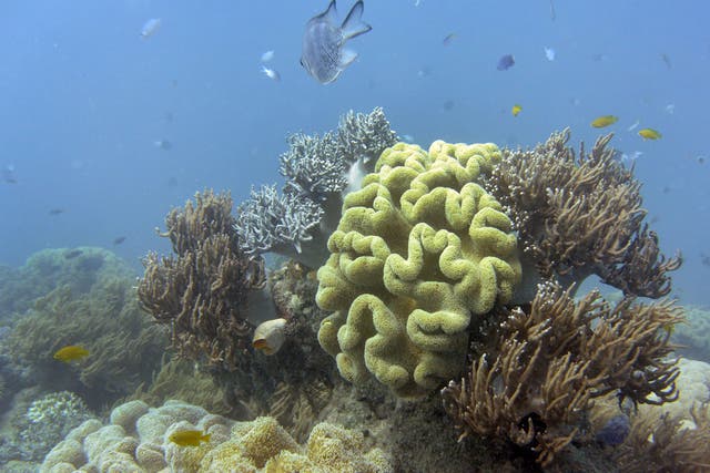 <p>Australia’s Great Barrier Reef is facing increasing bleaching</p>