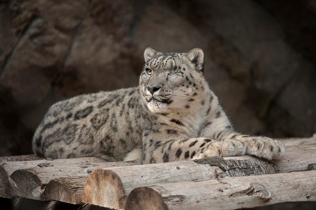Virus Outbreak Snow Leopard Infected