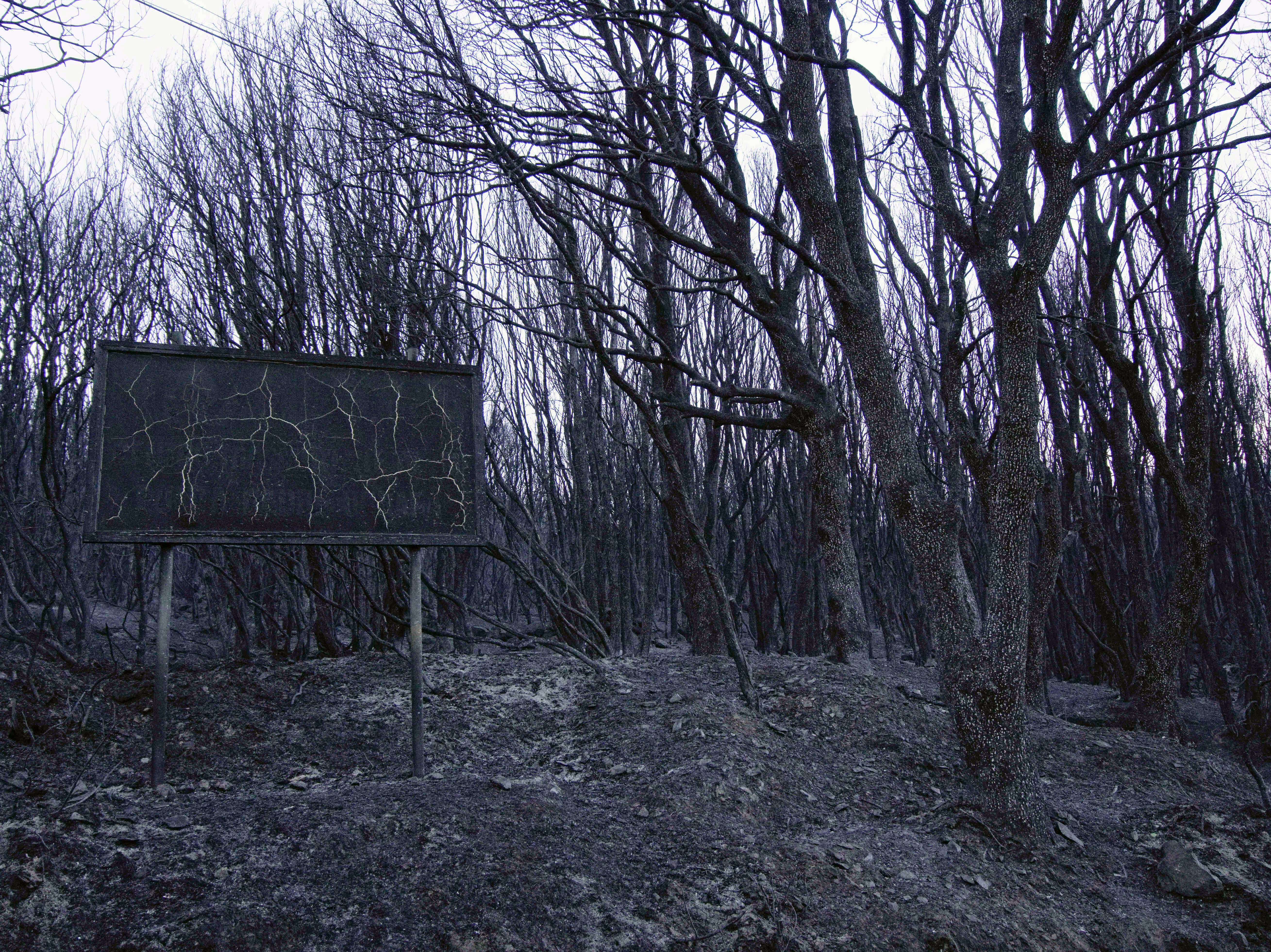 Scorched trees in the countryside near Cuglieri, Sardinia