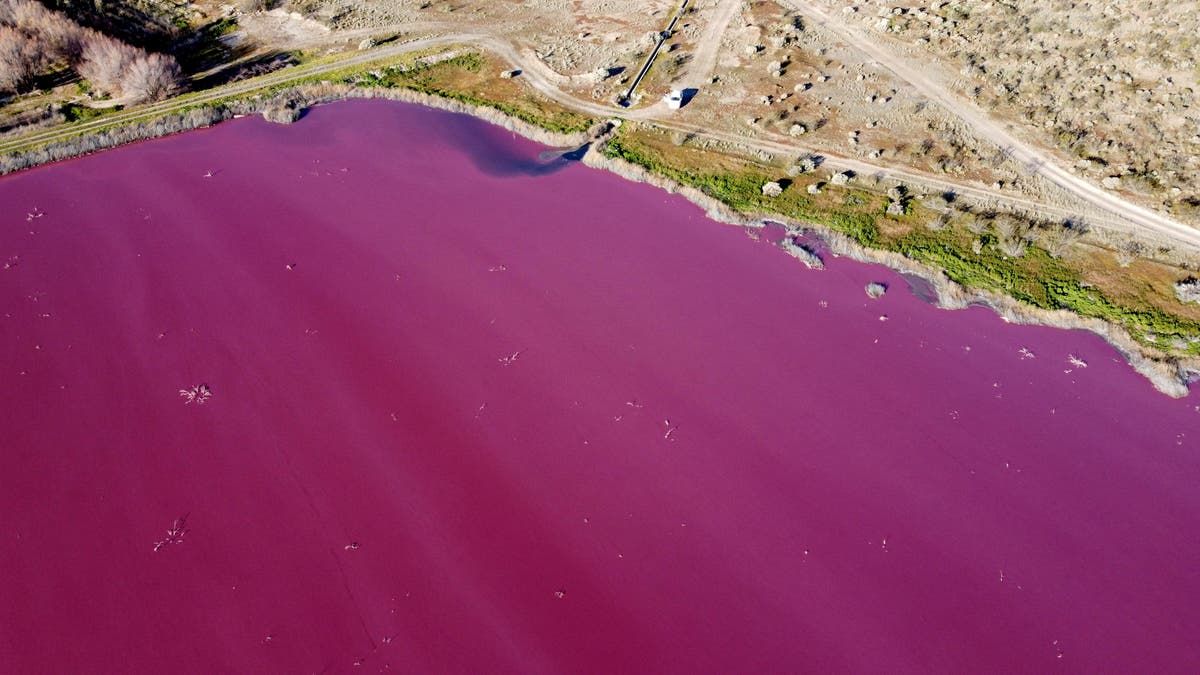 La contaminación tiñe de rosa los lagos argentinos