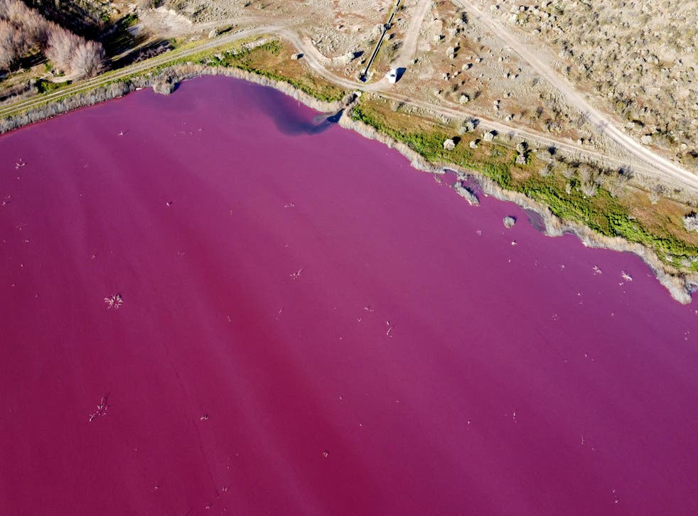 Pollution turns Argentina lake bright pink | The Independent