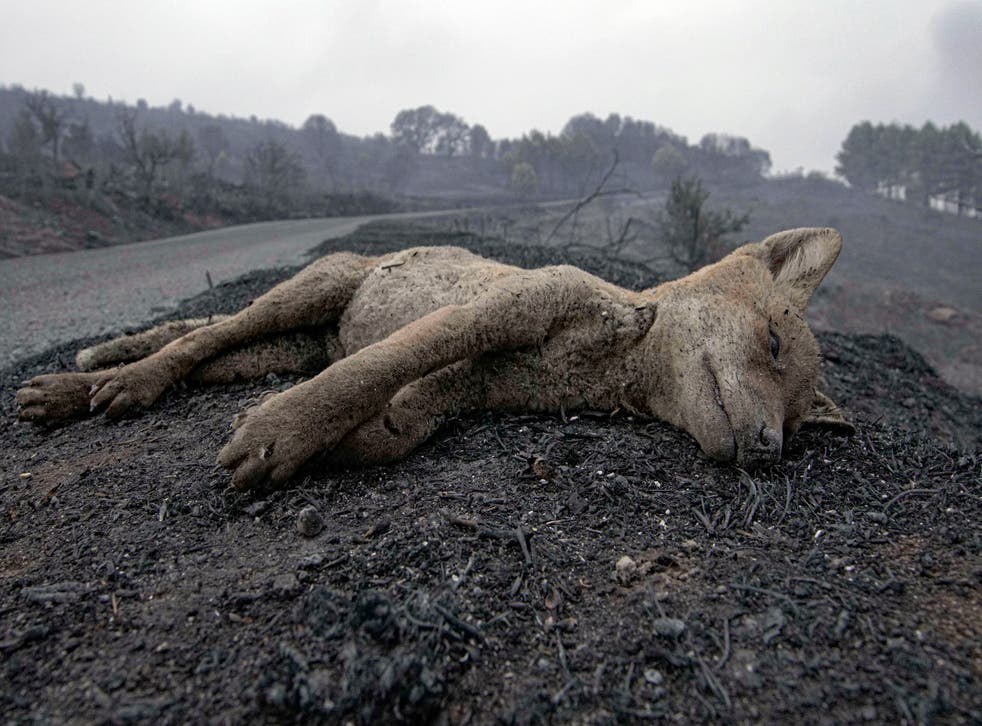 ITALIA-INCENDIOS FORESTALES