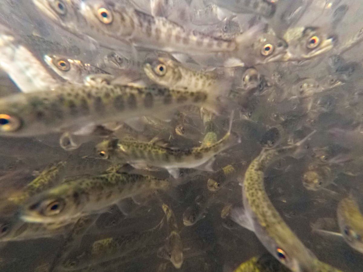 Warming rivers in US West killing fish, imperiling industry