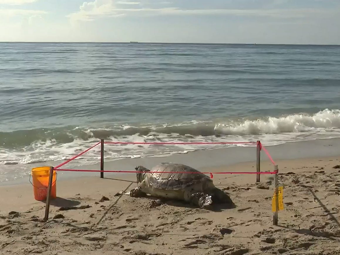 <p>A beach goer discovered the dead turtle on Hollywood Beach and called the Broward County Sea Turtle Conservation Program to alert them of the incident</p>