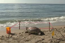 Dead Sea Turtle found with ‘puncture to head’ on Florida beach