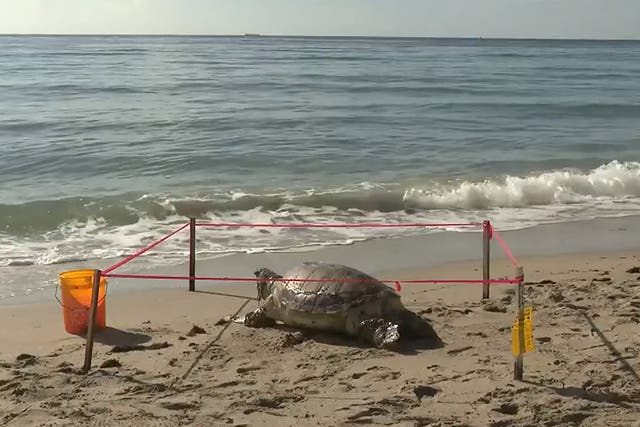 <p>A beach goer discovered the dead turtle on Hollywood Beach and called the Broward County Sea Turtle Conservation Program to alert them of the incident</p>