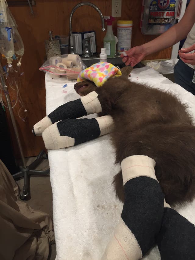 <p>A black bear cub is recovering in California after being rescued Sunday from the Tamarack wildfire</p>