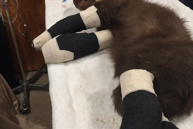 <p>A black bear cub is recovering in California after being rescued Sunday from the Tamarack wildfire</p>
