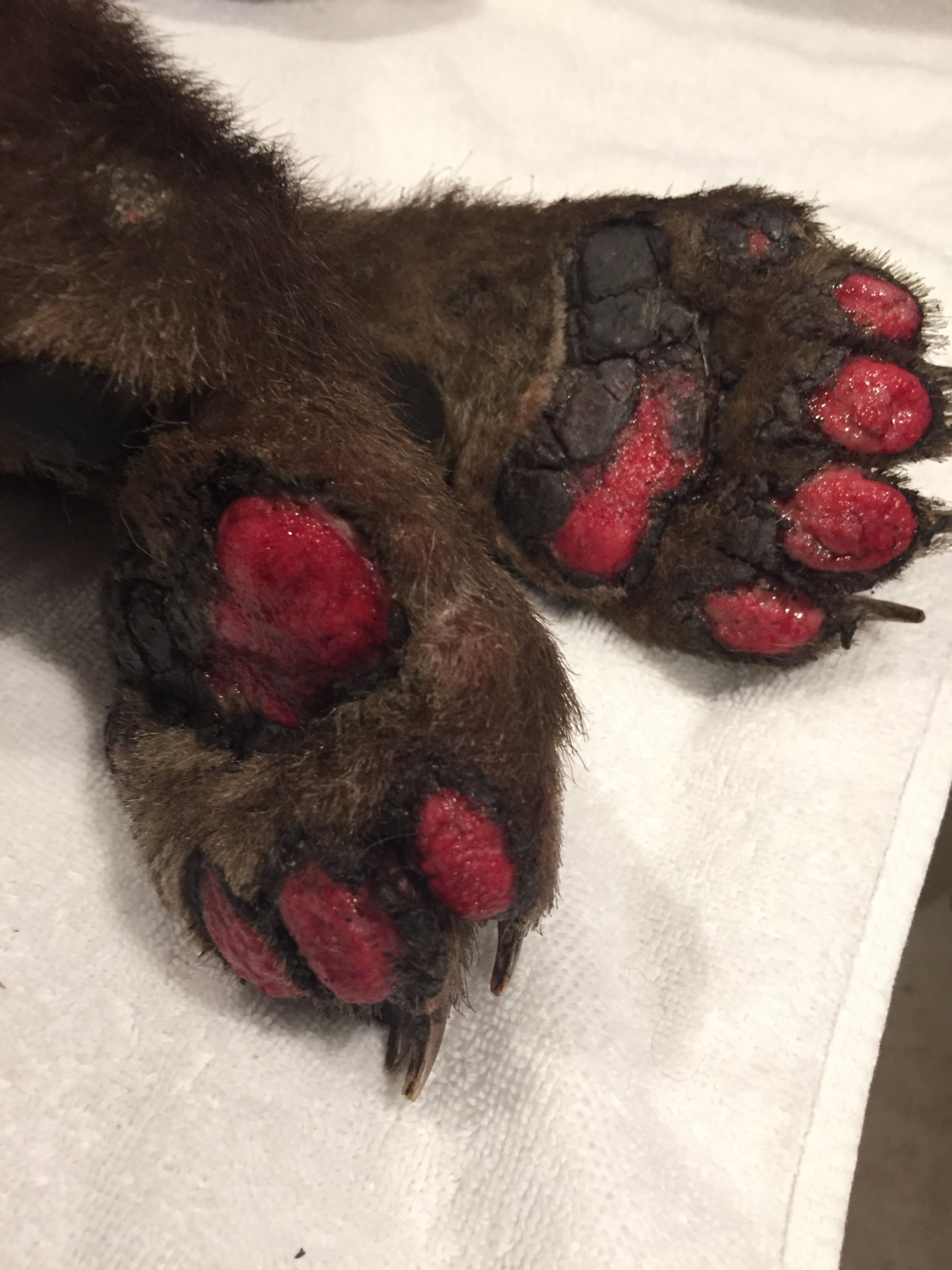 A black bear cub, about six months old, suffered severe burns in the Tamarack wildfires but is being treated by veterinary professionals in California