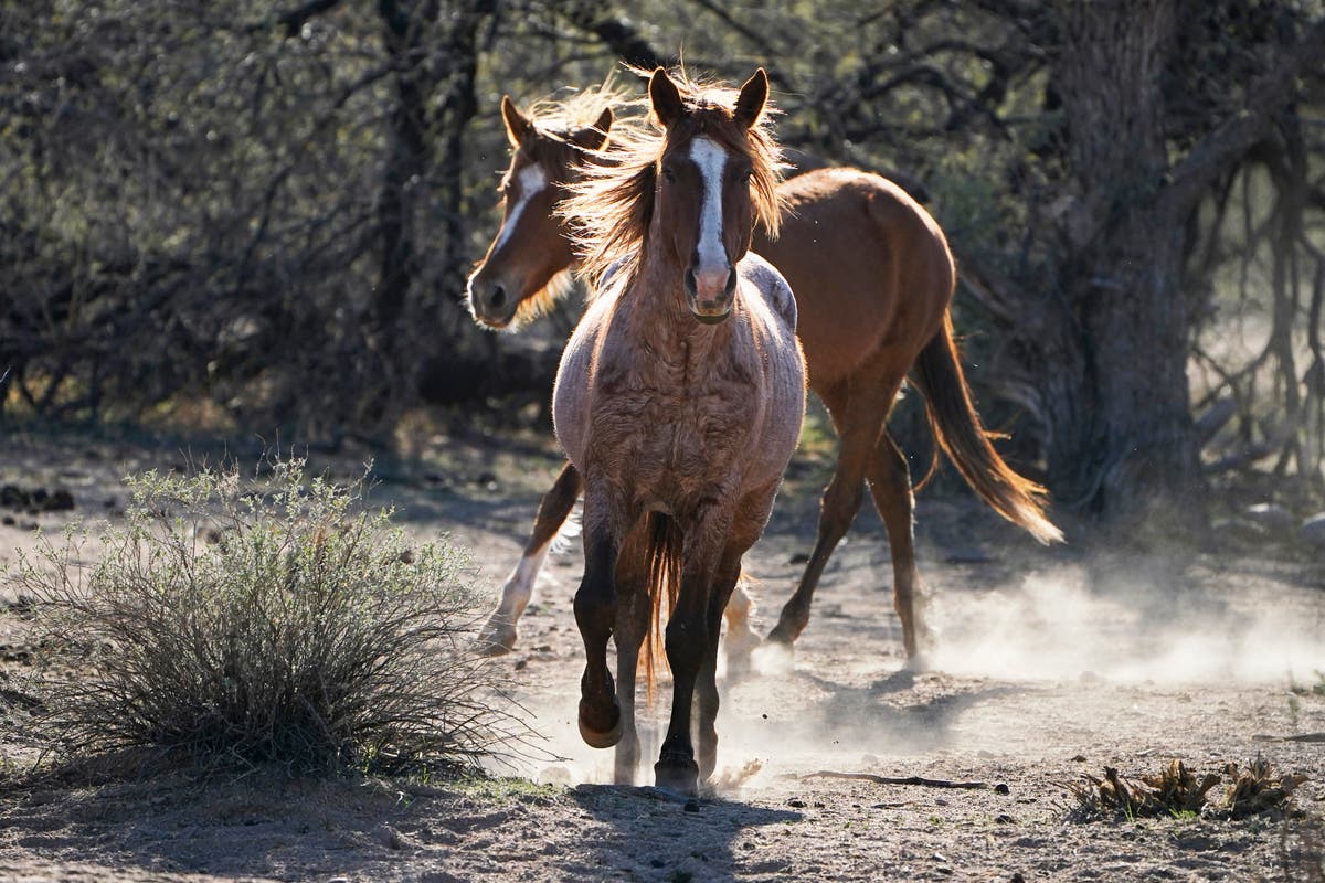 US vows to improve protections for wild horse adoptions