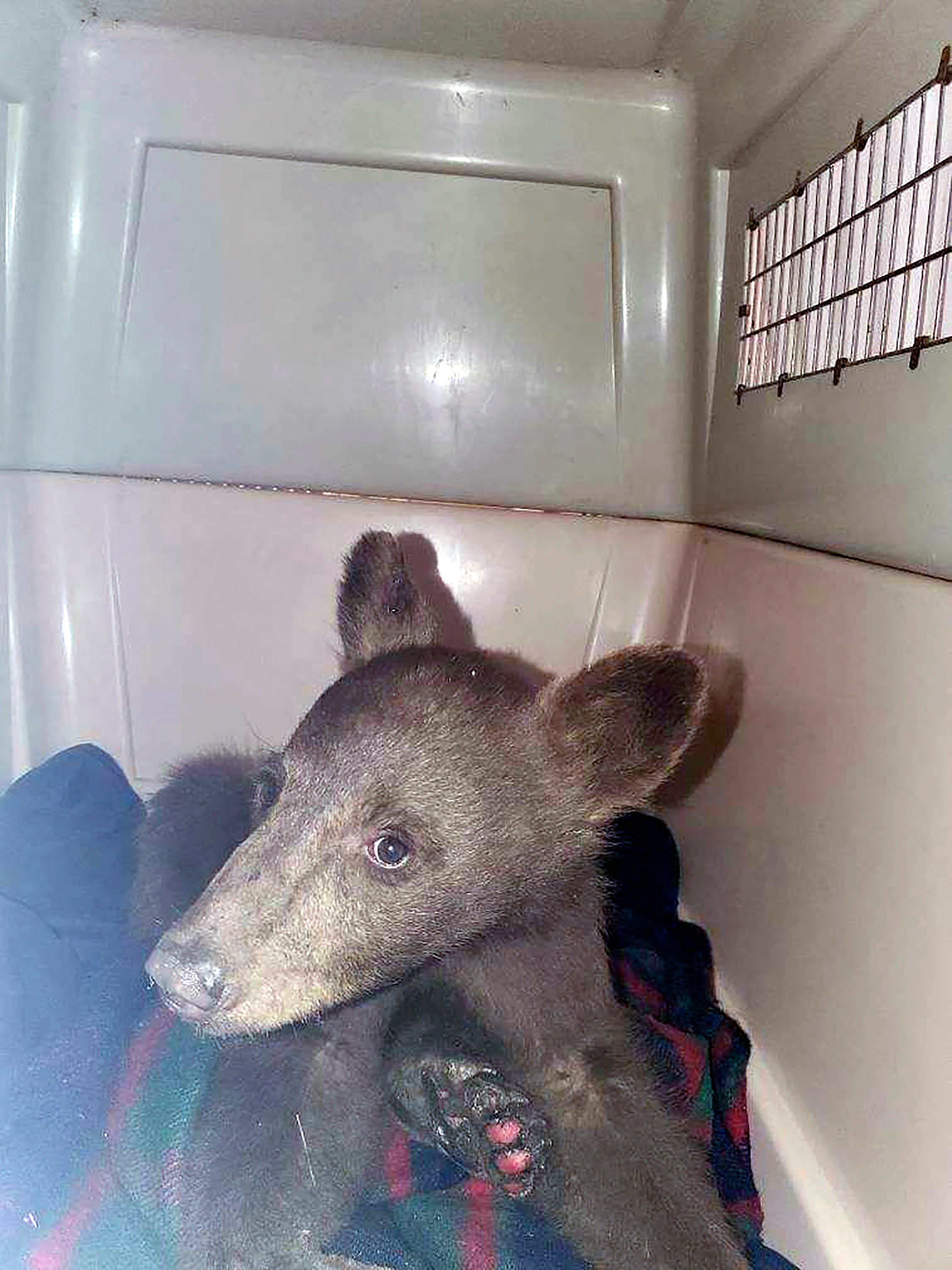 Western Wildfires Bear Rescued