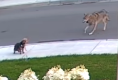 Brave terrier defends 10-year-old owner from coyote during walk in Toronto