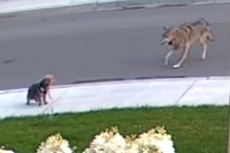 Brave terrier defends 10-year-old owner from coyote during walk in Toronto