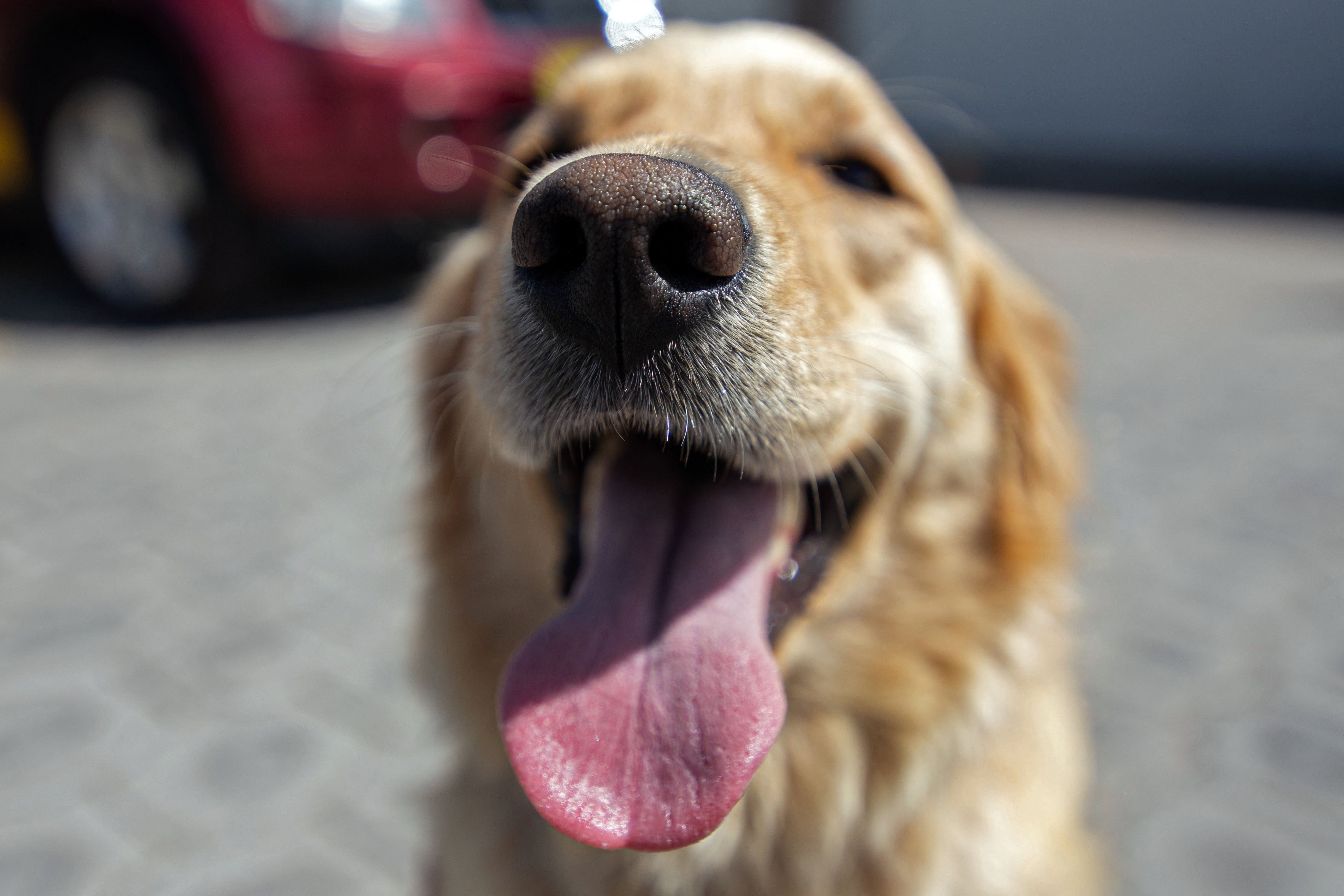 File: Gaya, a two-and-a half-year-old golden retriever, during an experimental phase to train dogs to detect the presence of the novel coronavirus in Quito, Ecuador