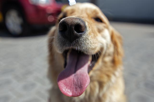 <p>File: Gaya, a two-and-a half-year-old golden retriever, during an experimental phase to train dogs to detect the presence of the novel coronavirus in Quito, Ecuador</p>