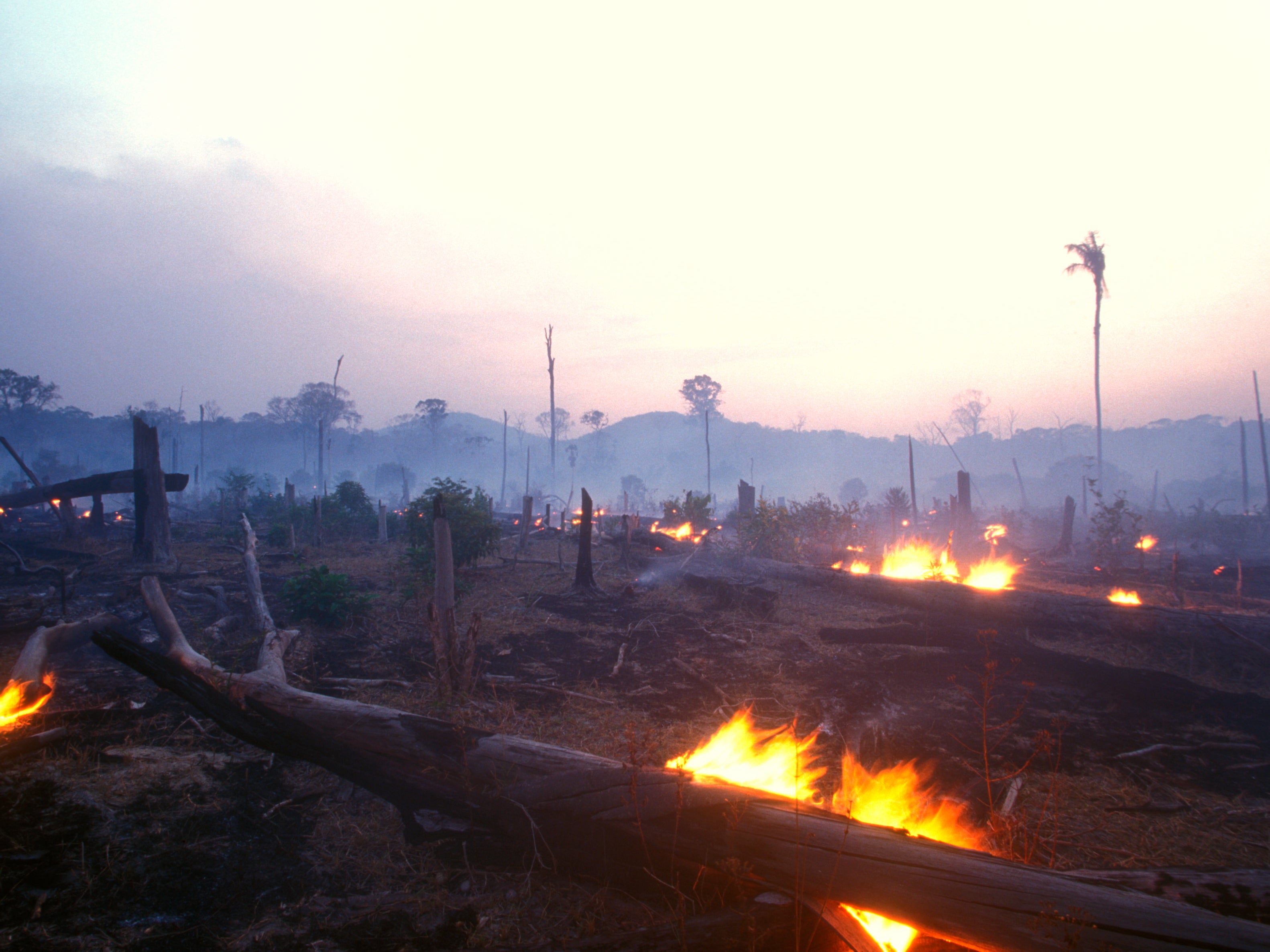 <p>There has been a spike in deforestation since 2020, due in large part to the destruction of the Amazon rainforest </p>